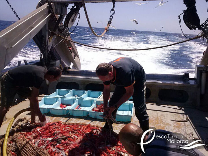 pescaturismemallorca.com excursions en vaixell a Mallorca amb Llevant